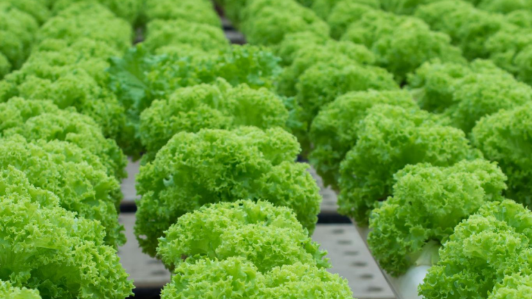 From Farm to Table: How Verdant Veggies Delivers Freshness
