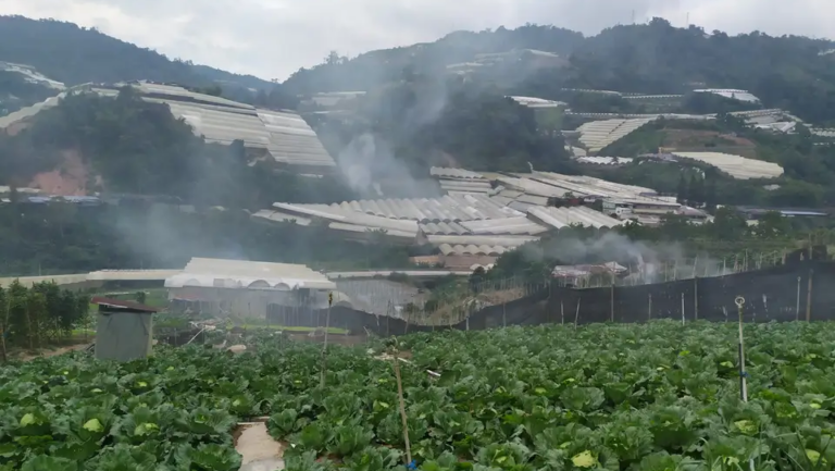 Why Cameron Highlands Vegetables Taste Better (And Stay Fresher Longer)