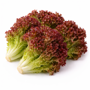 Red Coral Lettuce