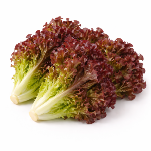 Red Oak Lettuce