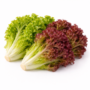 Mix Coral Lettuce