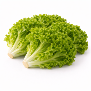 Green Coral Lettuce