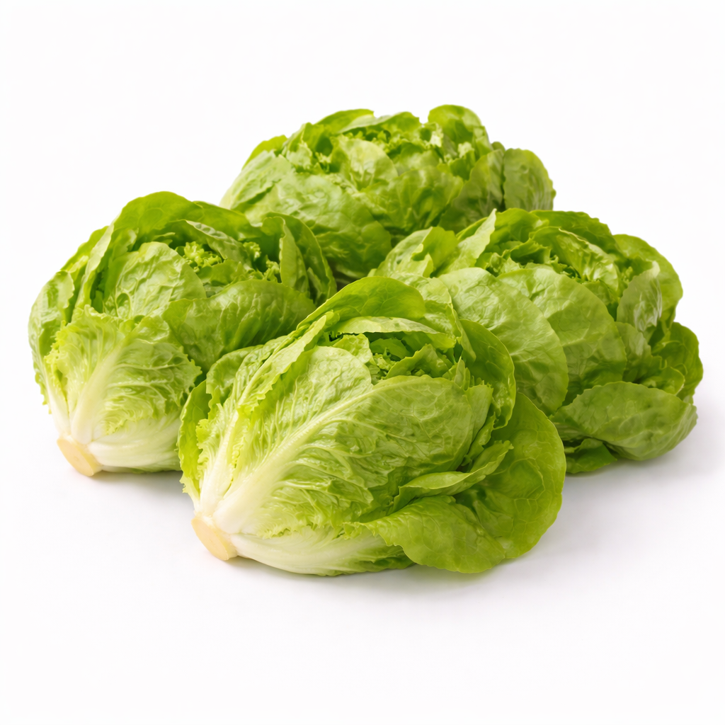 Butterhead Lettuce
