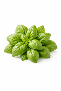 Basil