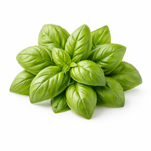Basil