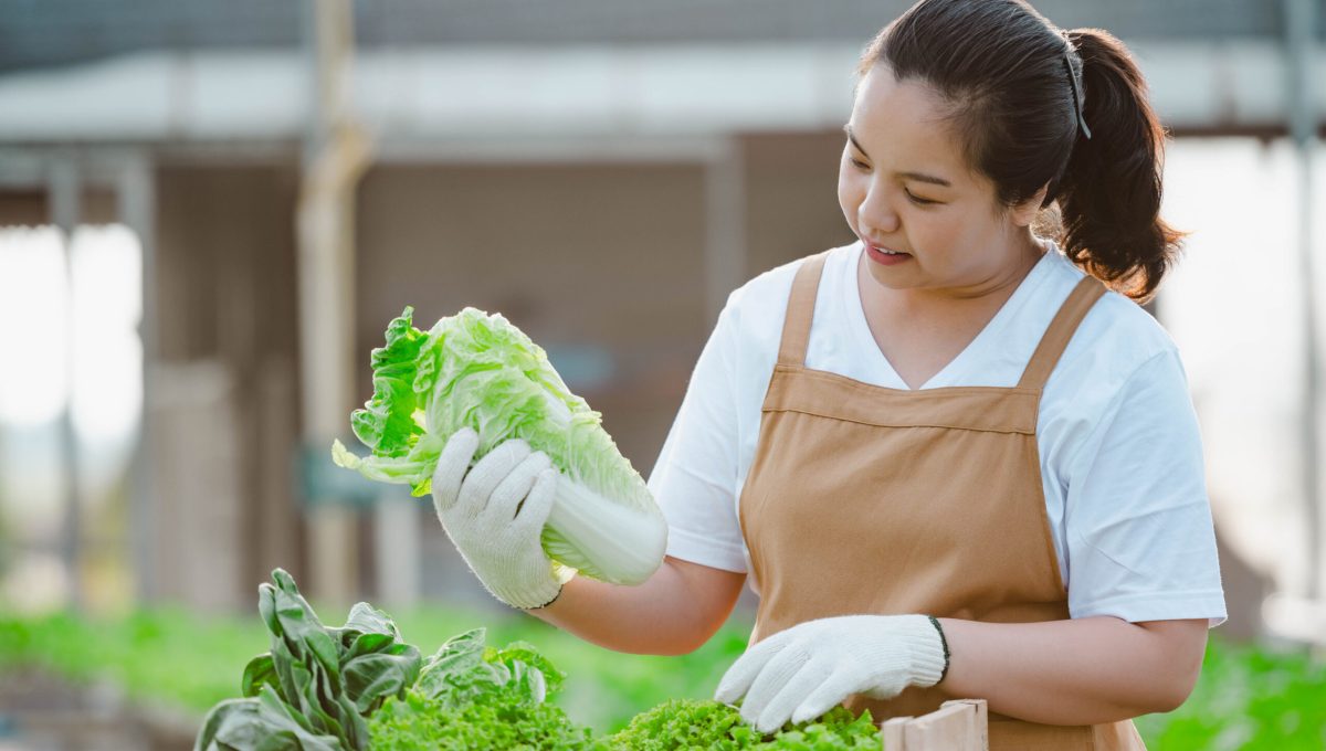 Asian farmer woman showing quality vegetable Asian farmer woman showing quality vegetable in organic vegetable hydroponic farm. Plantation concept.